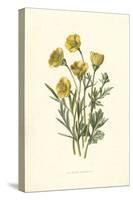 Ranunculus Bulbosus-F Edward Hulme-Stretched Canvas