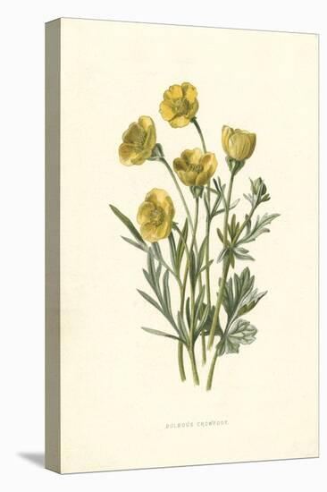 Ranunculus Bulbosus-F Edward Hulme-Stretched Canvas