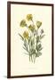 Ranunculus Bulbosus-F Edward Hulme-Framed Art Print