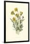 Ranunculus Bulbosus-F Edward Hulme-Framed Art Print