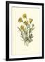 Ranunculus Bulbosus-F Edward Hulme-Framed Art Print