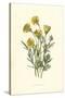 Ranunculus Bulbosus-F Edward Hulme-Stretched Canvas