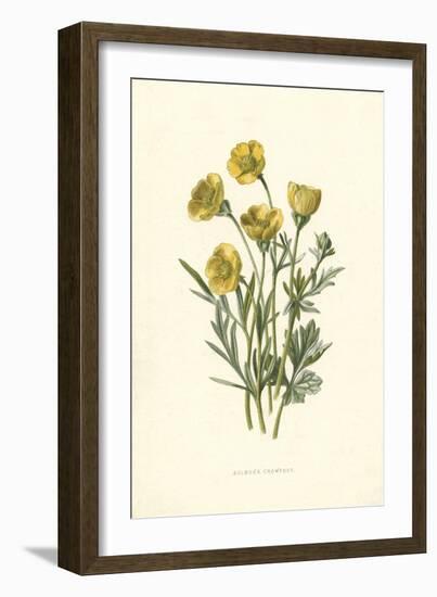 Ranunculus Bulbosus-F Edward Hulme-Framed Art Print
