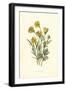 Ranunculus Bulbosus-F Edward Hulme-Framed Art Print