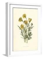 Ranunculus Bulbosus-F Edward Hulme-Framed Art Print