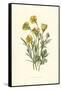 Ranunculus Bulbosus-F Edward Hulme-Framed Stretched Canvas