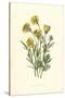 Ranunculus Bulbosus-F Edward Hulme-Stretched Canvas