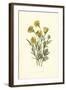 Ranunculus Bulbosus-F Edward Hulme-Framed Art Print