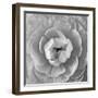 Ranunculus Centre-Assaf Frank-Framed Giclee Print