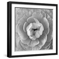 Ranunculus Centre-Assaf Frank-Framed Giclee Print