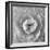 Ranunculus Centre-Assaf Frank-Framed Giclee Print