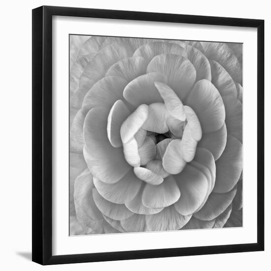 Ranunculus Centre-Assaf Frank-Framed Giclee Print