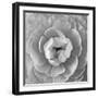 Ranunculus Centre-Assaf Frank-Framed Giclee Print