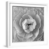 Ranunculus Centre-Assaf Frank-Framed Giclee Print