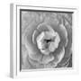 Ranunculus Centre-Assaf Frank-Framed Giclee Print