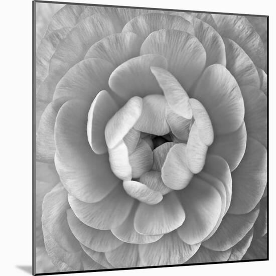 Ranunculus Centre-Assaf Frank-Mounted Giclee Print