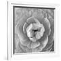 Ranunculus Centre-Assaf Frank-Framed Giclee Print