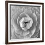 Ranunculus Centre-Assaf Frank-Framed Giclee Print