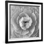 Ranunculus Centre-Assaf Frank-Framed Giclee Print