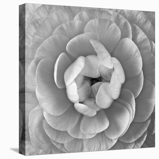 Ranunculus Centre-Assaf Frank-Stretched Canvas