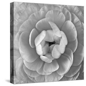 Ranunculus Centre-Assaf Frank-Stretched Canvas
