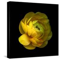 Ranunculus Close-Up-Magda Indigo-Stretched Canvas