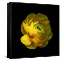 Ranunculus Close-Up-Magda Indigo-Framed Stretched Canvas