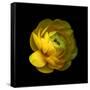 Ranunculus Close-Up-Magda Indigo-Framed Stretched Canvas