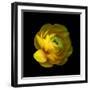 Ranunculus Close-Up-Magda Indigo-Framed Premium Photographic Print