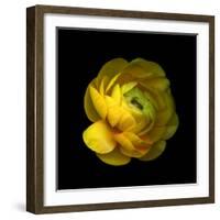 Ranunculus Close-Up-Magda Indigo-Framed Photographic Print