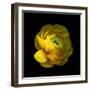 Ranunculus Close-Up-Magda Indigo-Framed Photographic Print