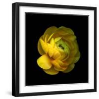 Ranunculus Close-Up-Magda Indigo-Framed Photographic Print