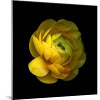 Ranunculus Close-Up-Magda Indigo-Mounted Photographic Print