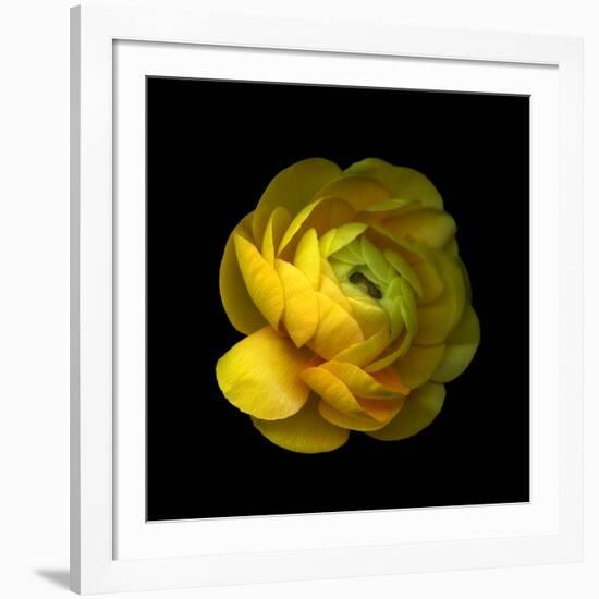 Ranunculus Close-Up-Magda Indigo-Framed Photographic Print