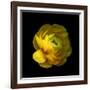 Ranunculus Close-Up-Magda Indigo-Framed Photographic Print