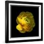 Ranunculus Close-Up-Magda Indigo-Framed Photographic Print