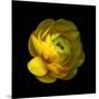 Ranunculus Close-Up-Magda Indigo-Mounted Photographic Print