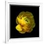 Ranunculus Close-Up-Magda Indigo-Framed Photographic Print