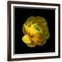 Ranunculus Close-Up-Magda Indigo-Framed Photographic Print