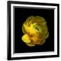 Ranunculus Close-Up-Magda Indigo-Framed Photographic Print