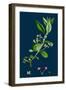 Ranunculus Drouetii; Drouet's Water-Crowfoot-null-Framed Giclee Print