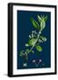 Ranunculus Drouetii; Drouet's Water-Crowfoot-null-Framed Giclee Print