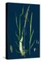 Ranunculus Eu-Flammula; Lesser Spearwort-null-Stretched Canvas