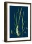 Ranunculus Eu-Flammula; Lesser Spearwort-null-Framed Giclee Print