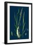 Ranunculus Eu-Flammula; Lesser Spearwort-null-Framed Giclee Print