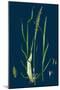 Ranunculus Eu-Flammula; Lesser Spearwort-null-Mounted Giclee Print