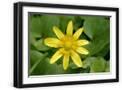 Black Frame