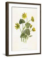 Ranunculus Ficaria-F Edward Hulme-Framed Art Print