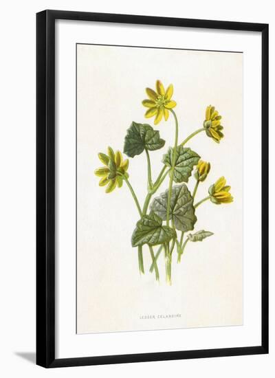 Ranunculus Ficaria-F Edward Hulme-Framed Art Print