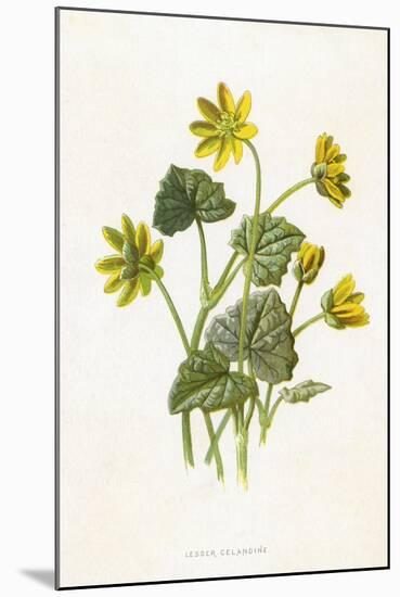 Ranunculus Ficaria-F Edward Hulme-Mounted Art Print